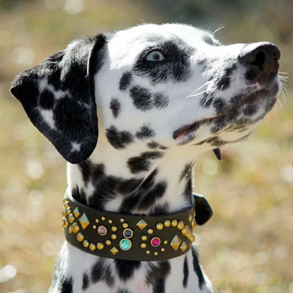 Designer Leather Dog Collar Stargazer Deluxe