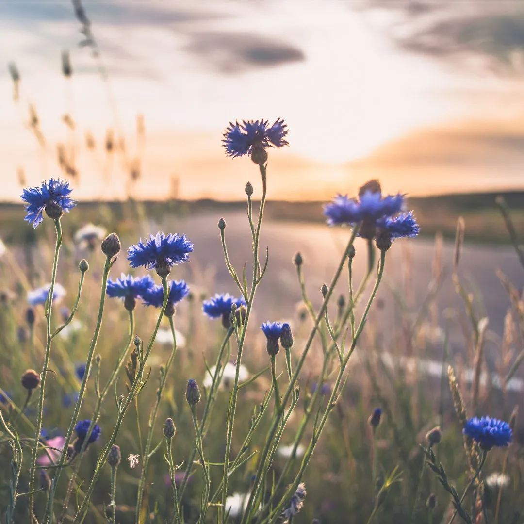 Meadow