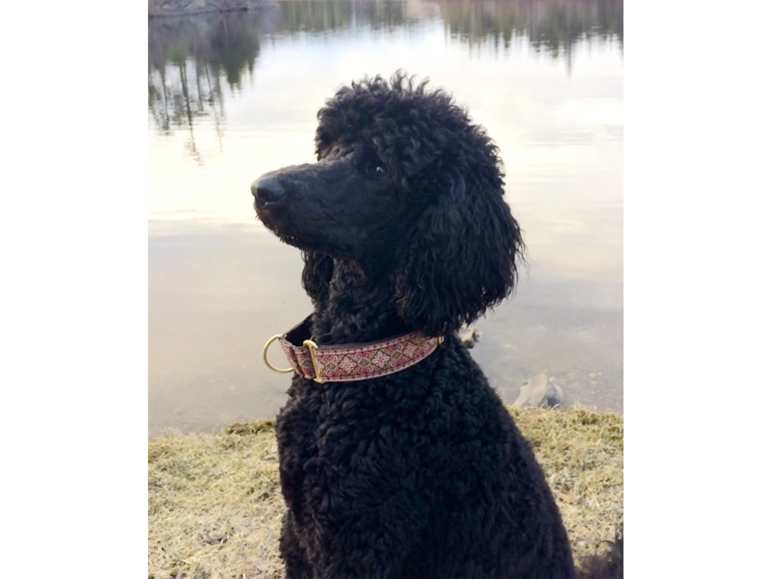 Nobility in Pink & Brown - Martingale or Buckle Dog Collar - 1.5" Width