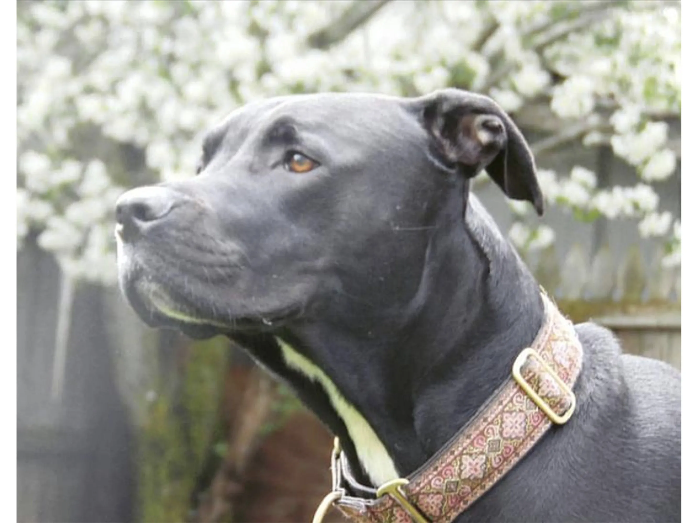 Nobility in Pink & Brown - Martingale or Buckle Dog Collar - 1.5" Width