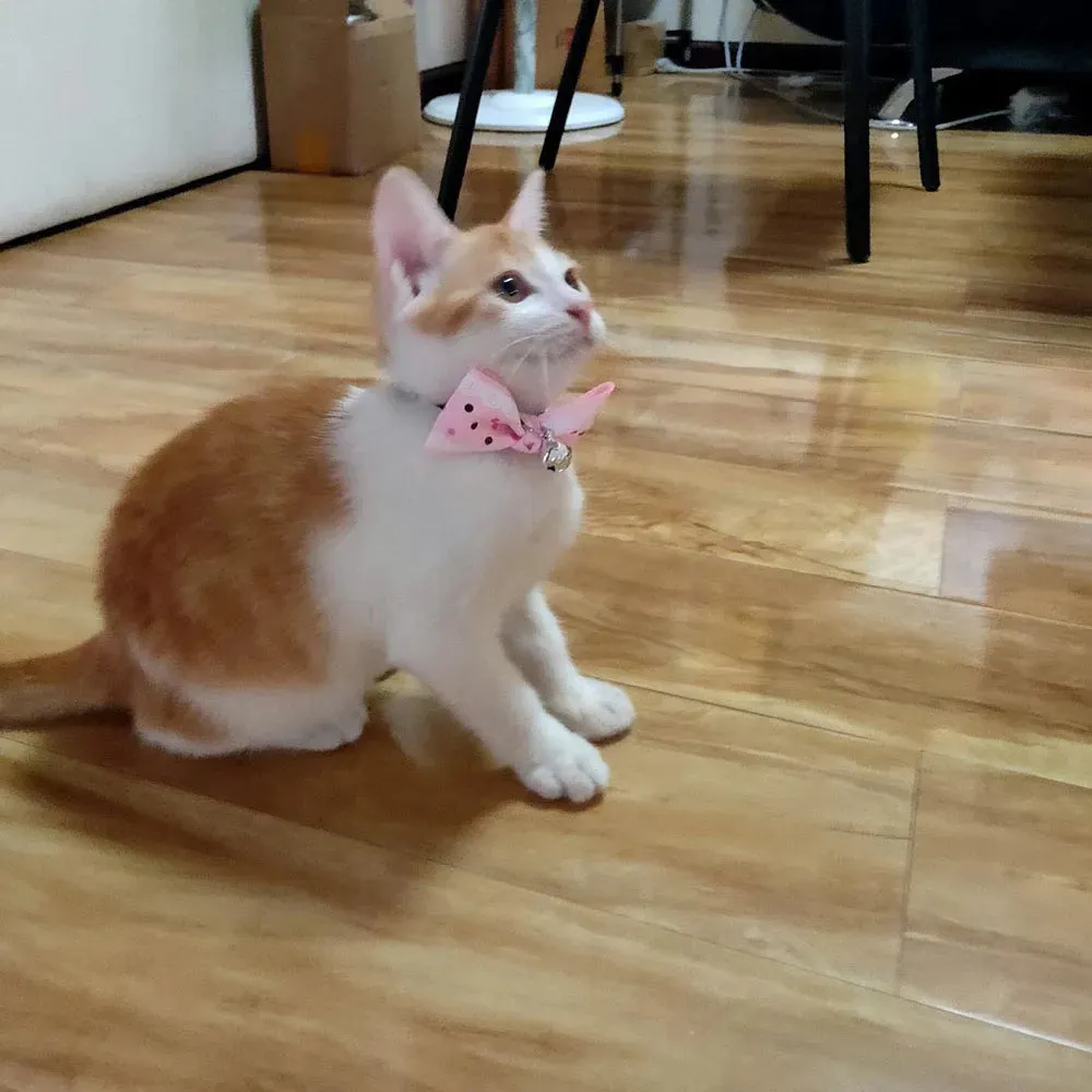 Pastel Colored Breakaway Cat Collar