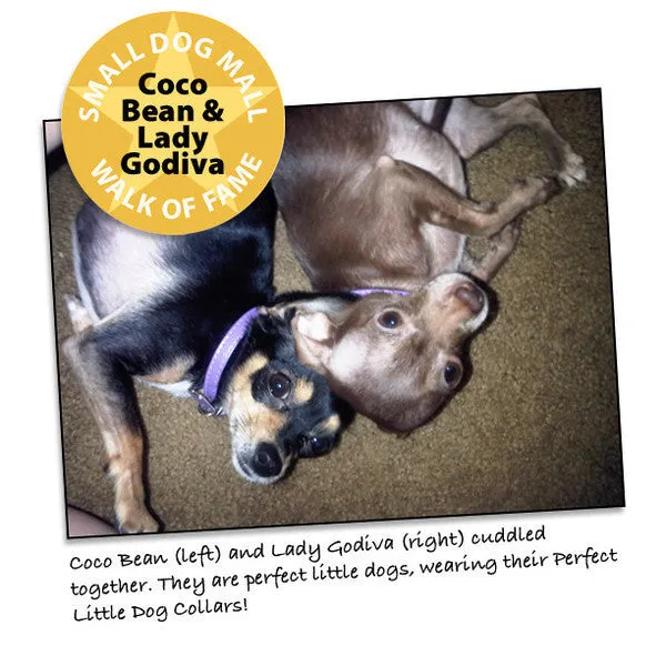 Perfect Small Pet Dog Collar, Made in the USA