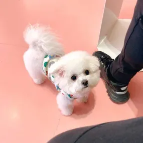 Strawberry Bunny Vest Keep Warm Dog Cute