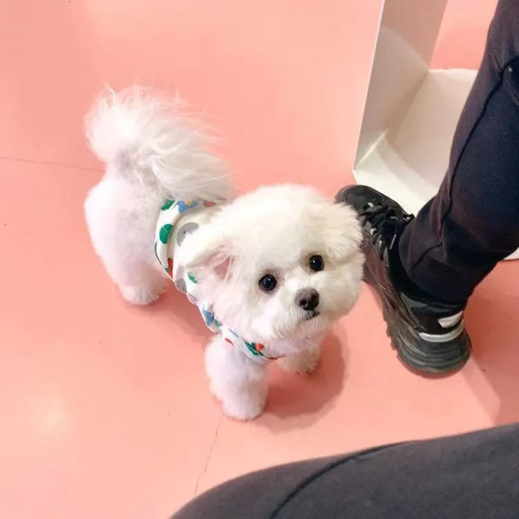 Strawberry Bunny Vest Keep Warm Dog Cute