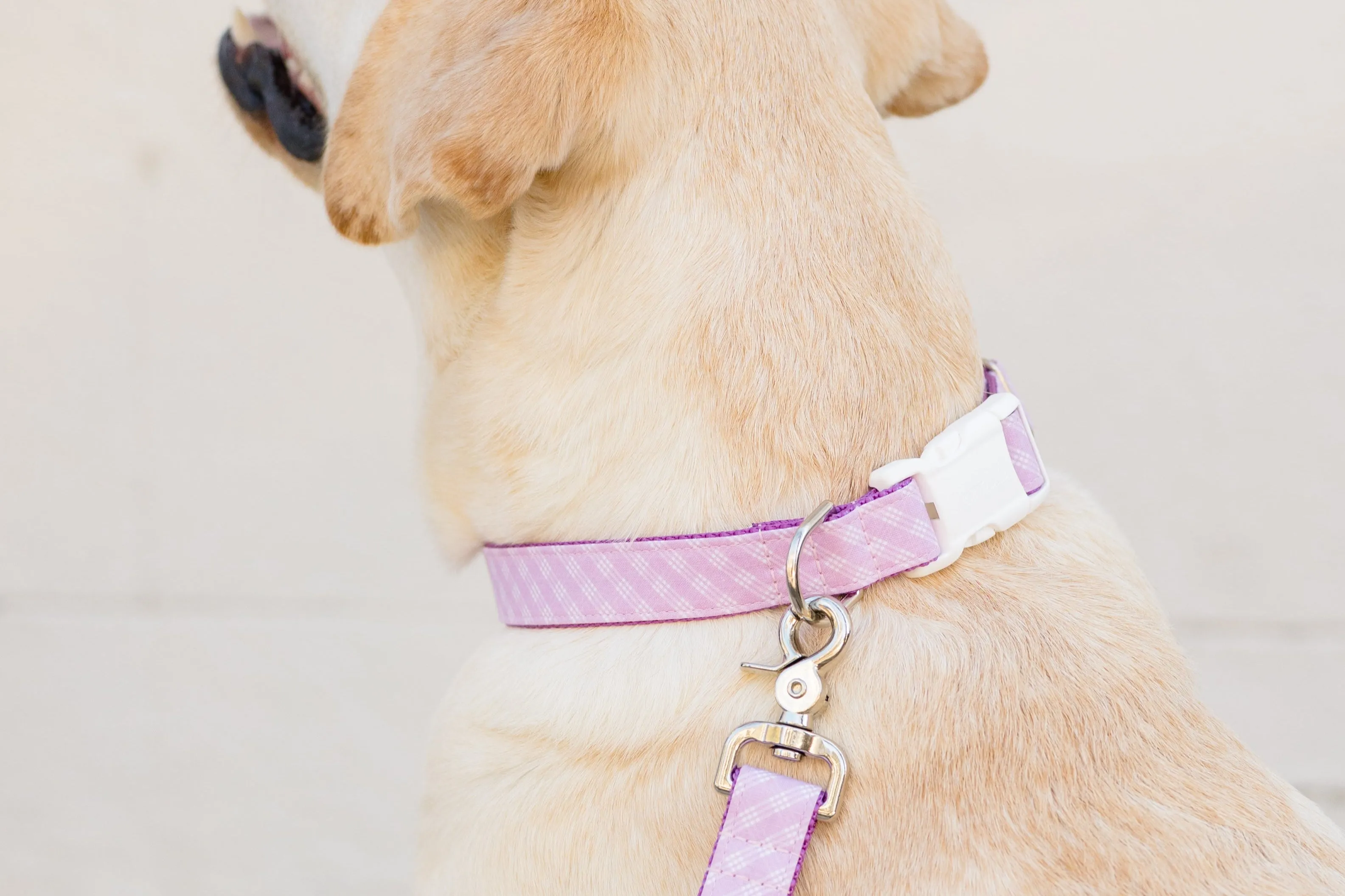 Violet Lattice Dog Collar
